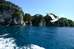 浄土ヶ浜にカモメ舞う