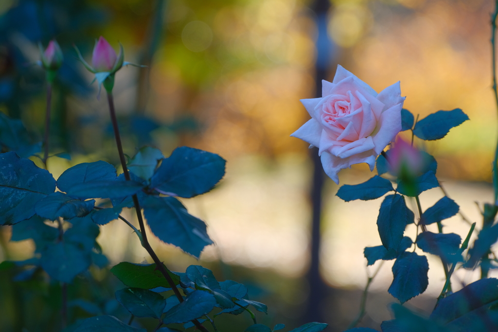 薔薇