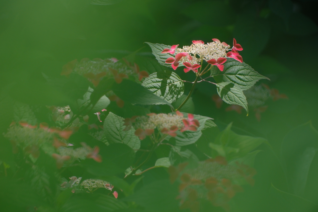 紫陽花