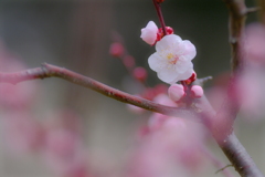 梅花
