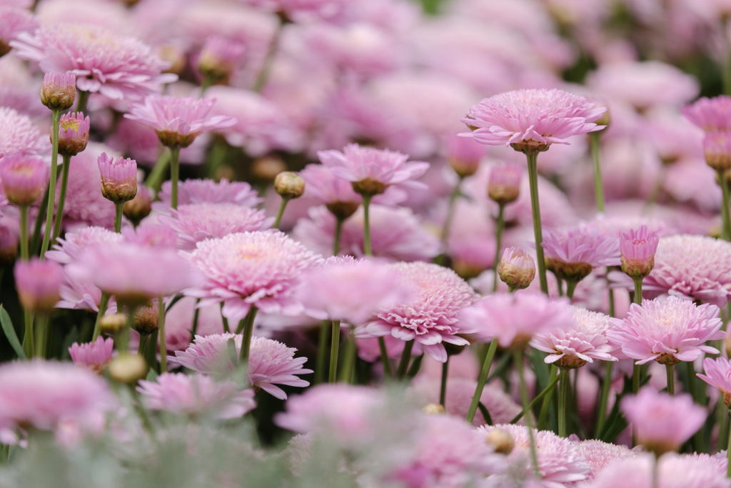 パステルピンク