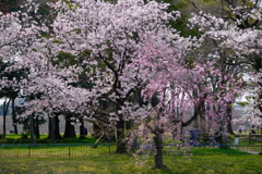 桜きらめく