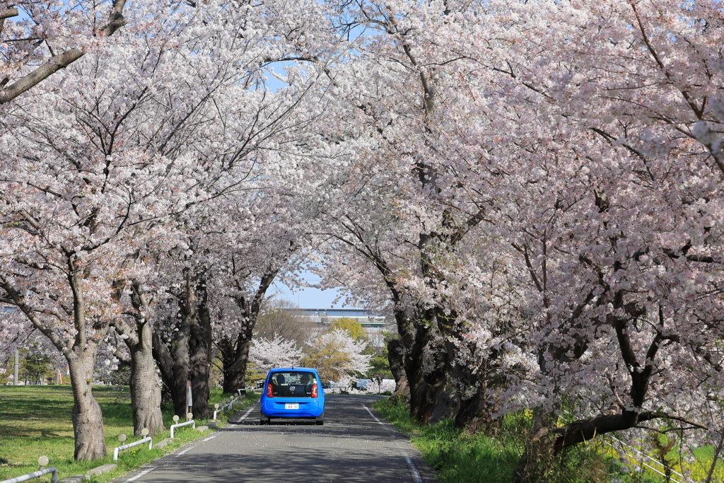 桜のトンネル