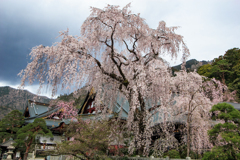 身延山久遠寺　枝垂桜