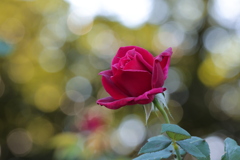 晩秋の薔薇