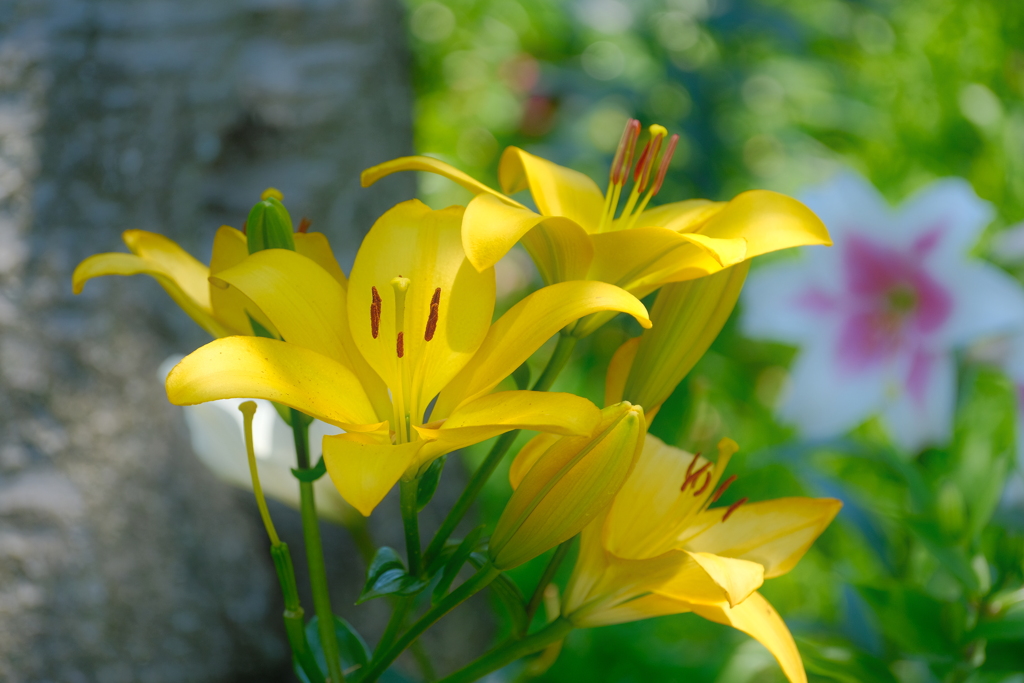 六月の花束