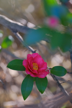 山茶花