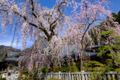 身延山久遠寺　枝垂桜