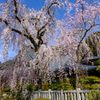 身延山久遠寺　枝垂桜