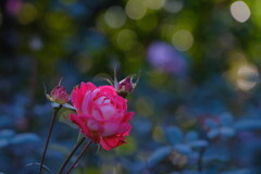冬の薔薇