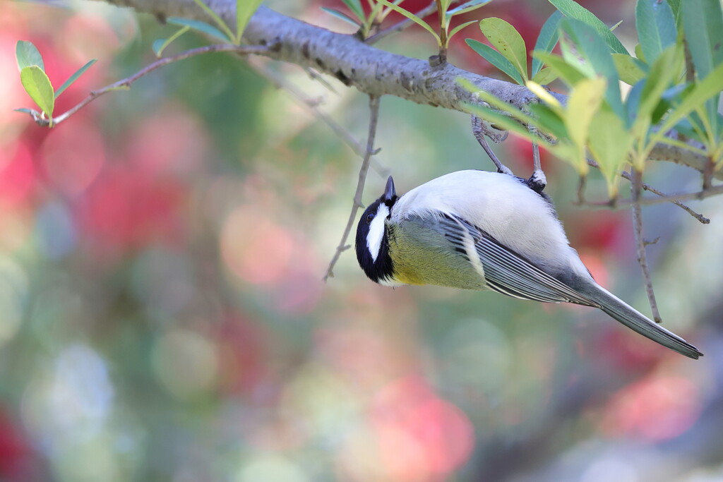シジュウカラ