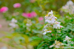 花園