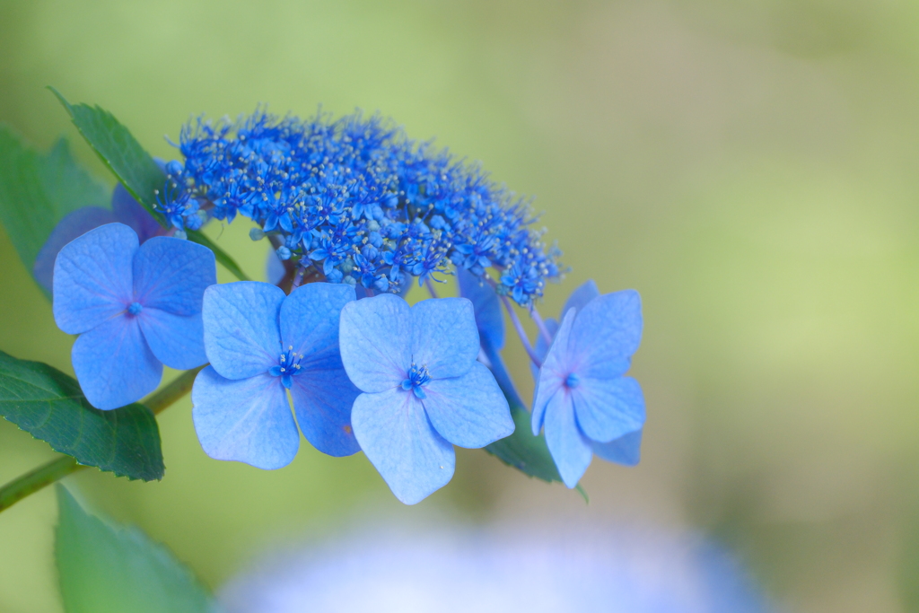 紫陽花