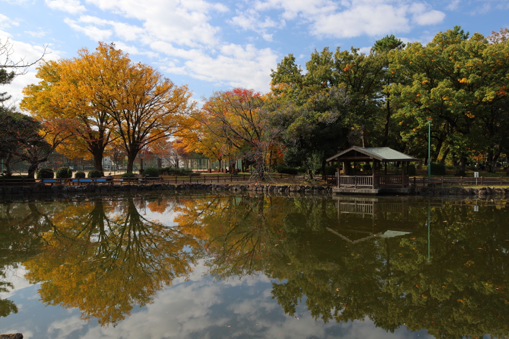 公園の秋