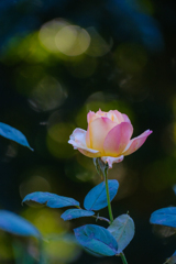 冬の薔薇