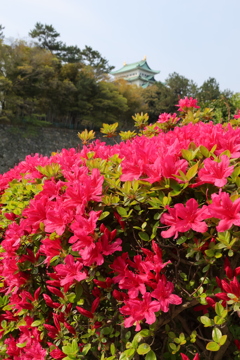 さつき咲く