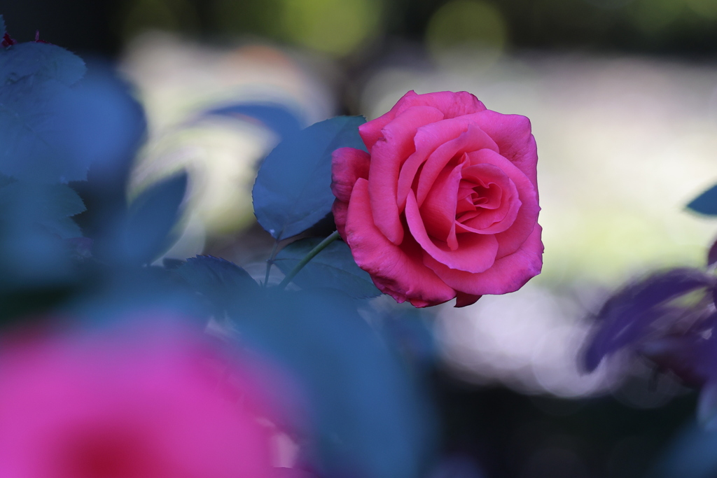 晩秋の薔薇