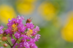 散歩道の花