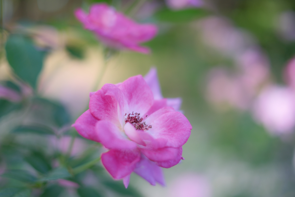 秋薔薇