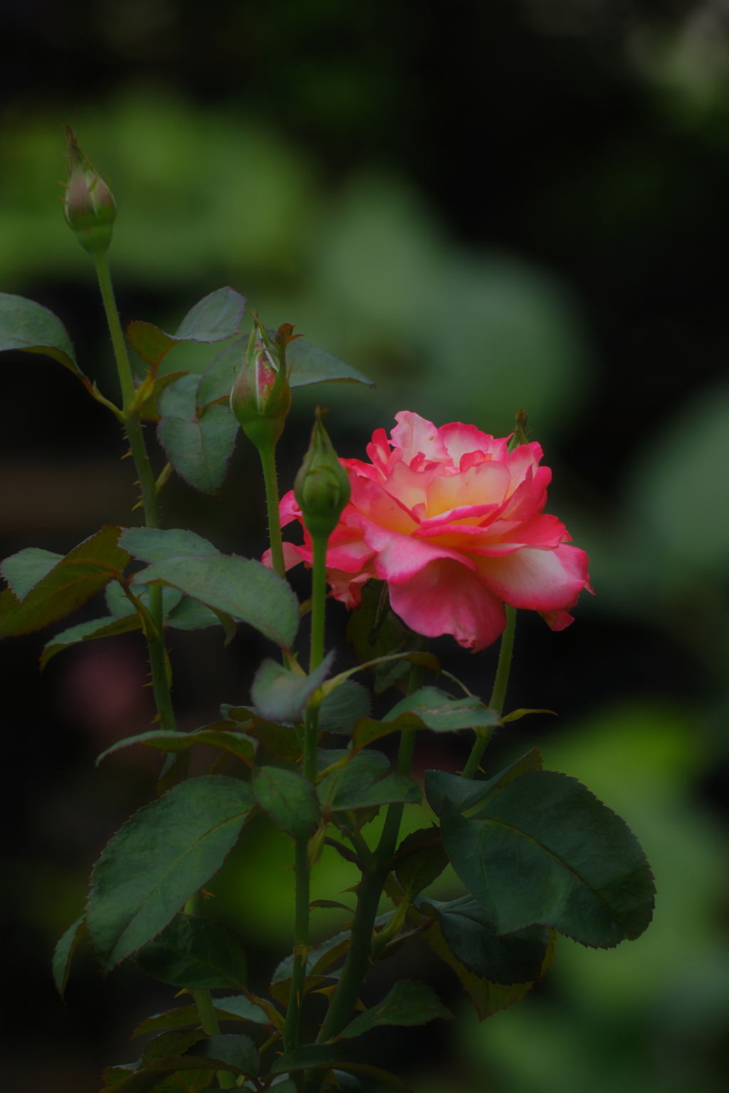 残り薔薇