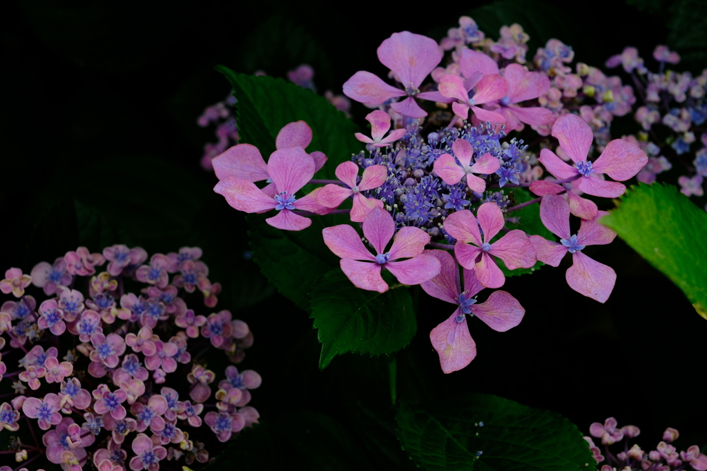 紫陽花