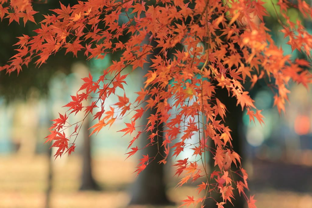 薄紅葉