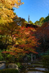 金剛輪寺　錦秋