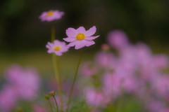 秋桜