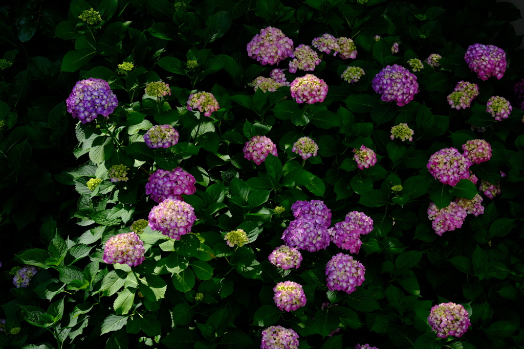 紫陽花