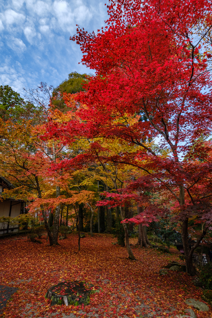 金剛輪寺　秋12