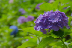 梅雨の彩り