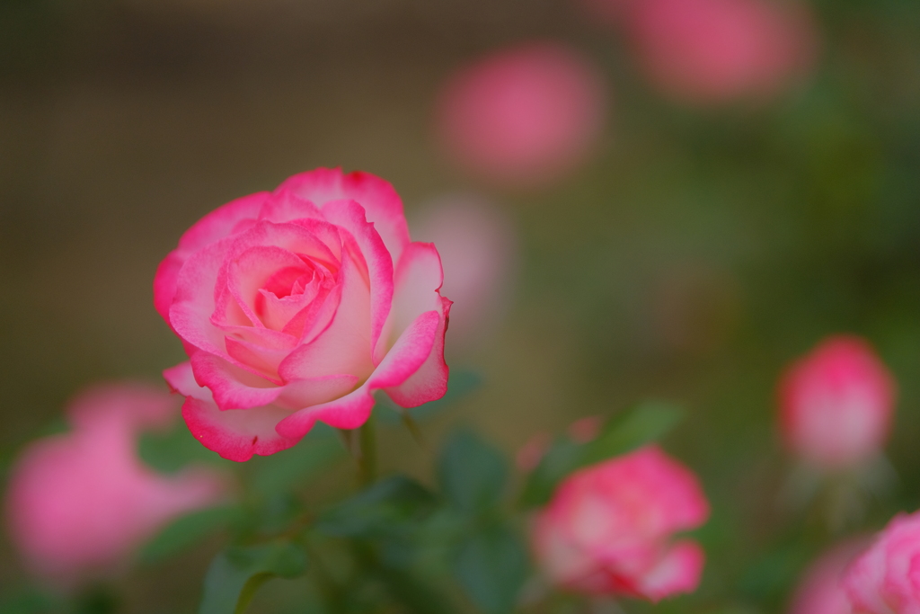 薔薇９