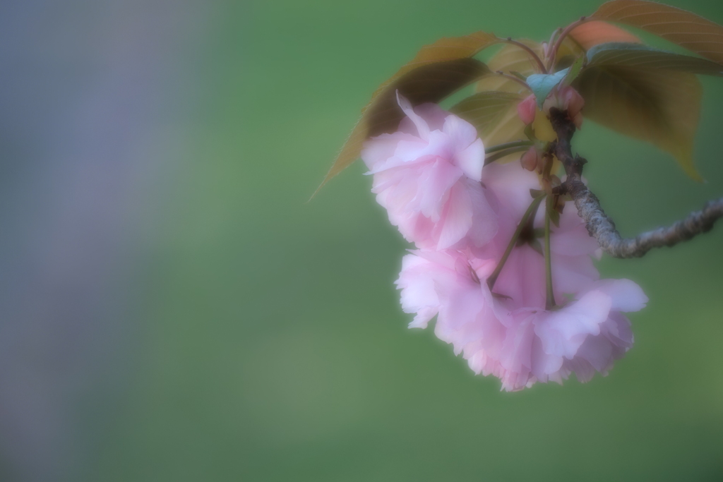 八重桜
