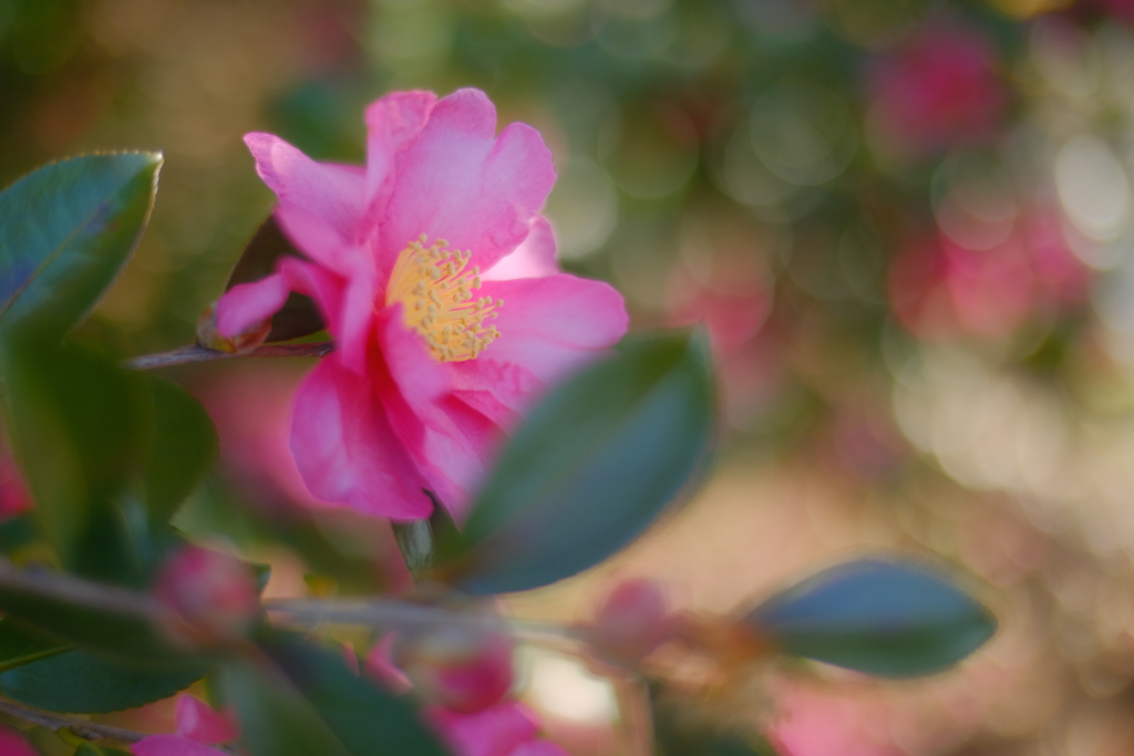 山茶花