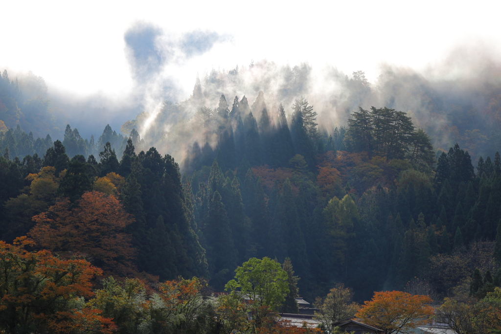 朝霧