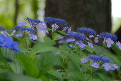 紫陽花咲く頃