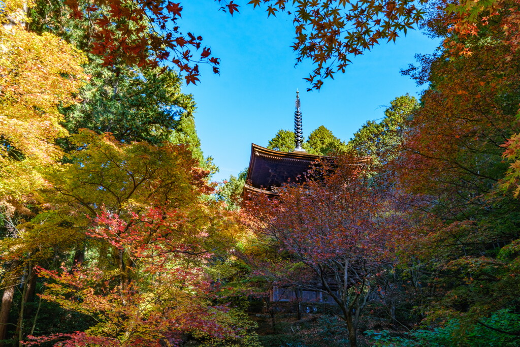 金剛輪寺　錦秋