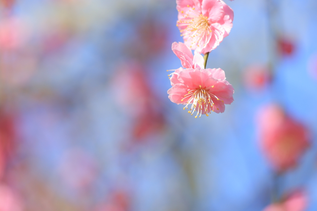 春色