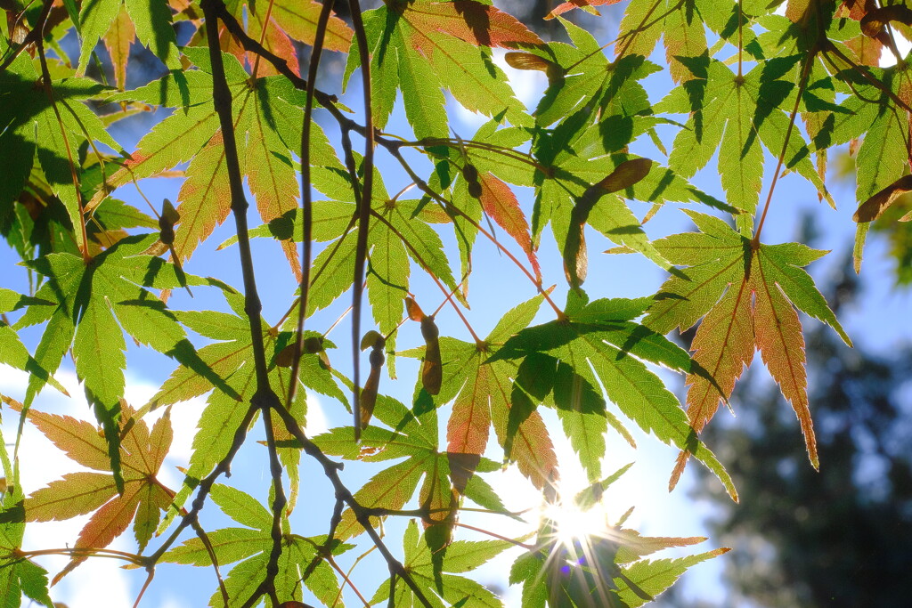 薄紅葉