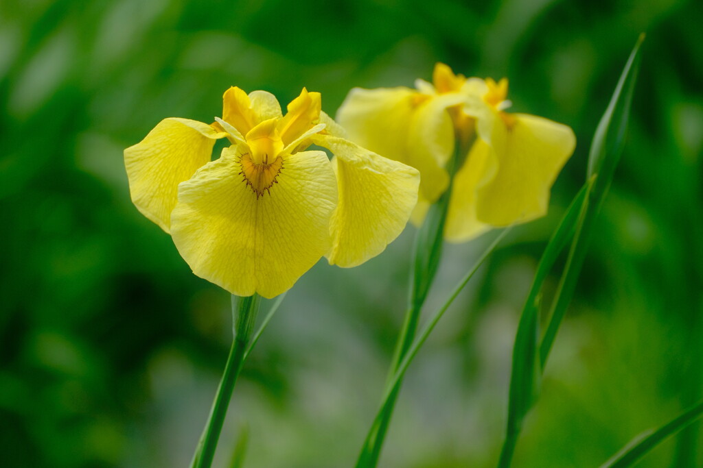 花菖蒲