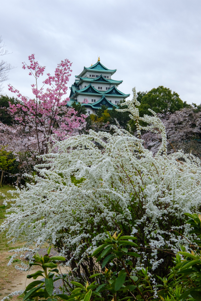 春の名城公園