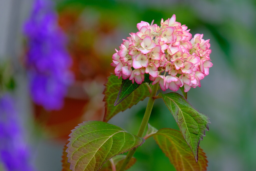 紫陽花