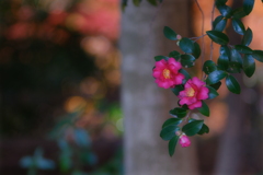 山茶花