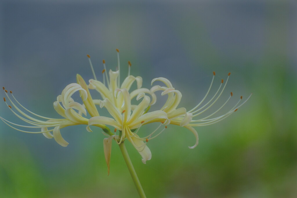 彼岸花
