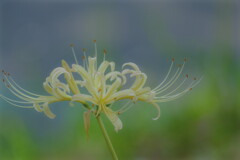 彼岸花