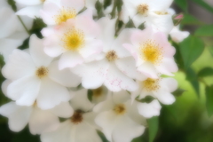 妖精