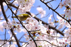 メジロと桜