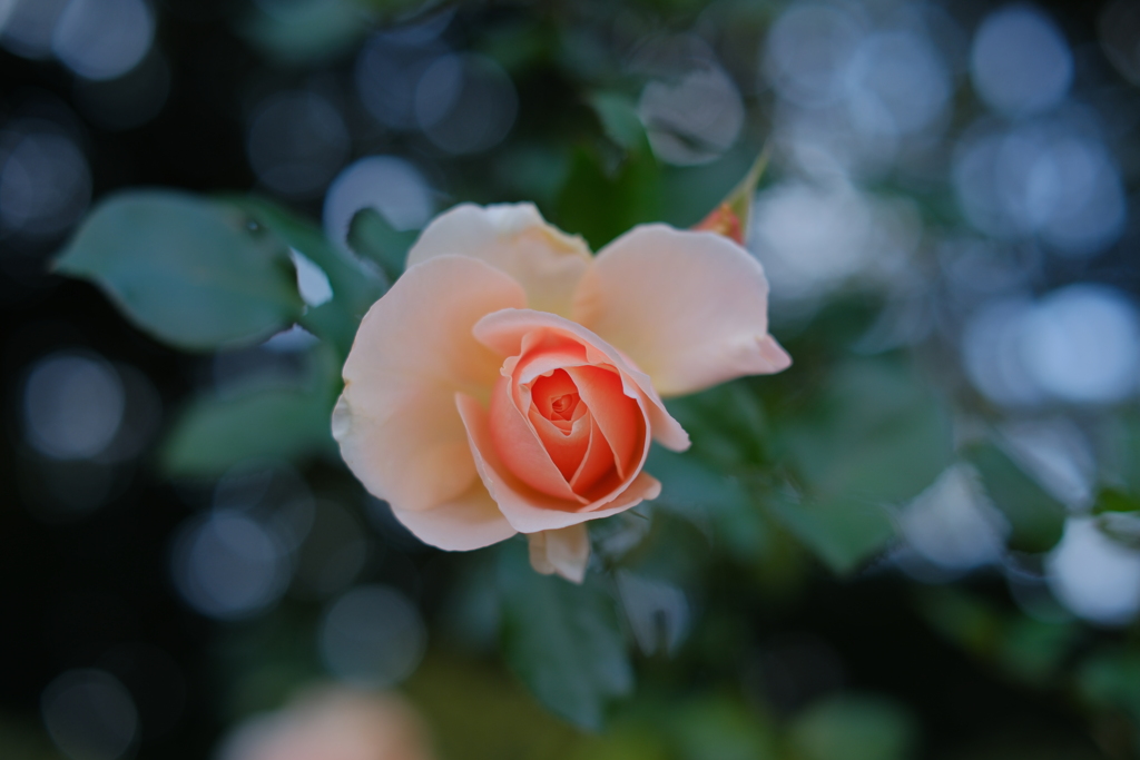 冬の薔薇
