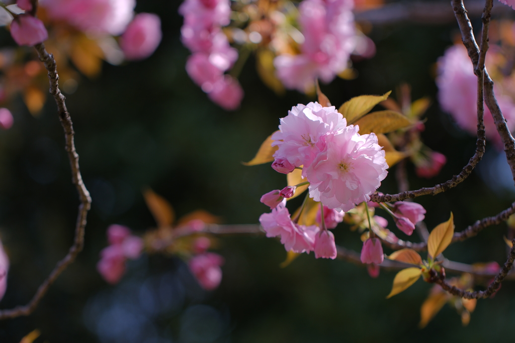 八重桜