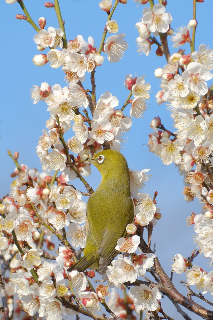 白梅にメジロ